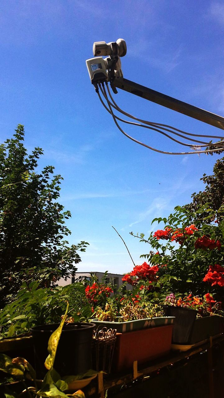 LOW ANGLE VIEW OF RED TREES AGAINST BLUE SKY