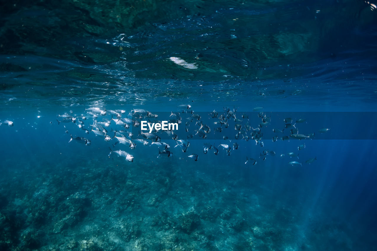 full frame shot of swimming in sea