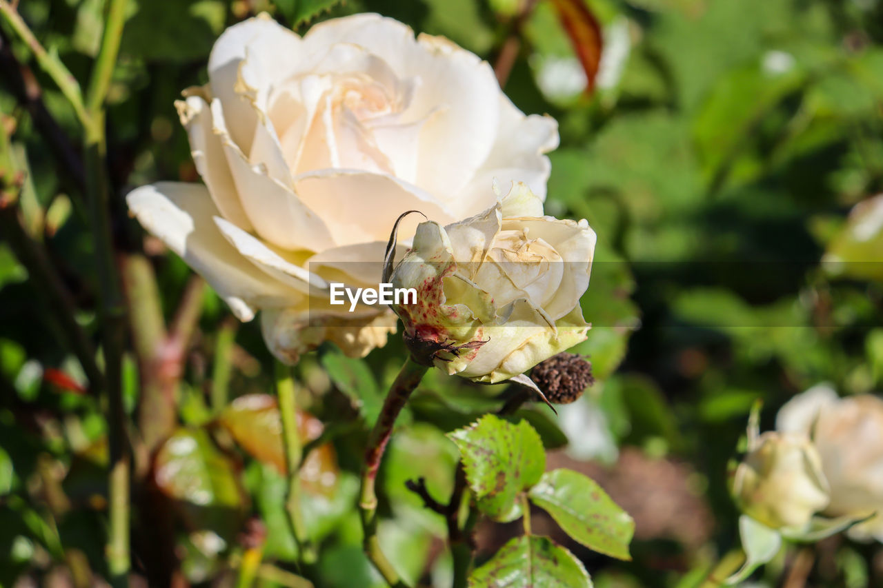 Close-up of white rose