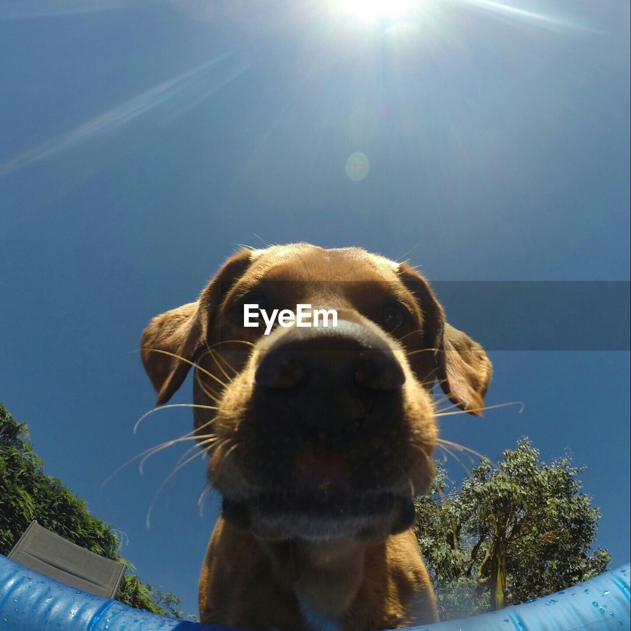 Close-up of brown dog