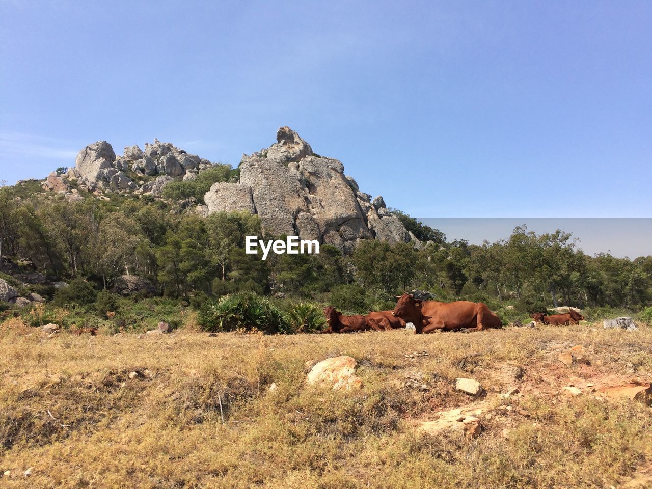 Horses on rock against clear sky