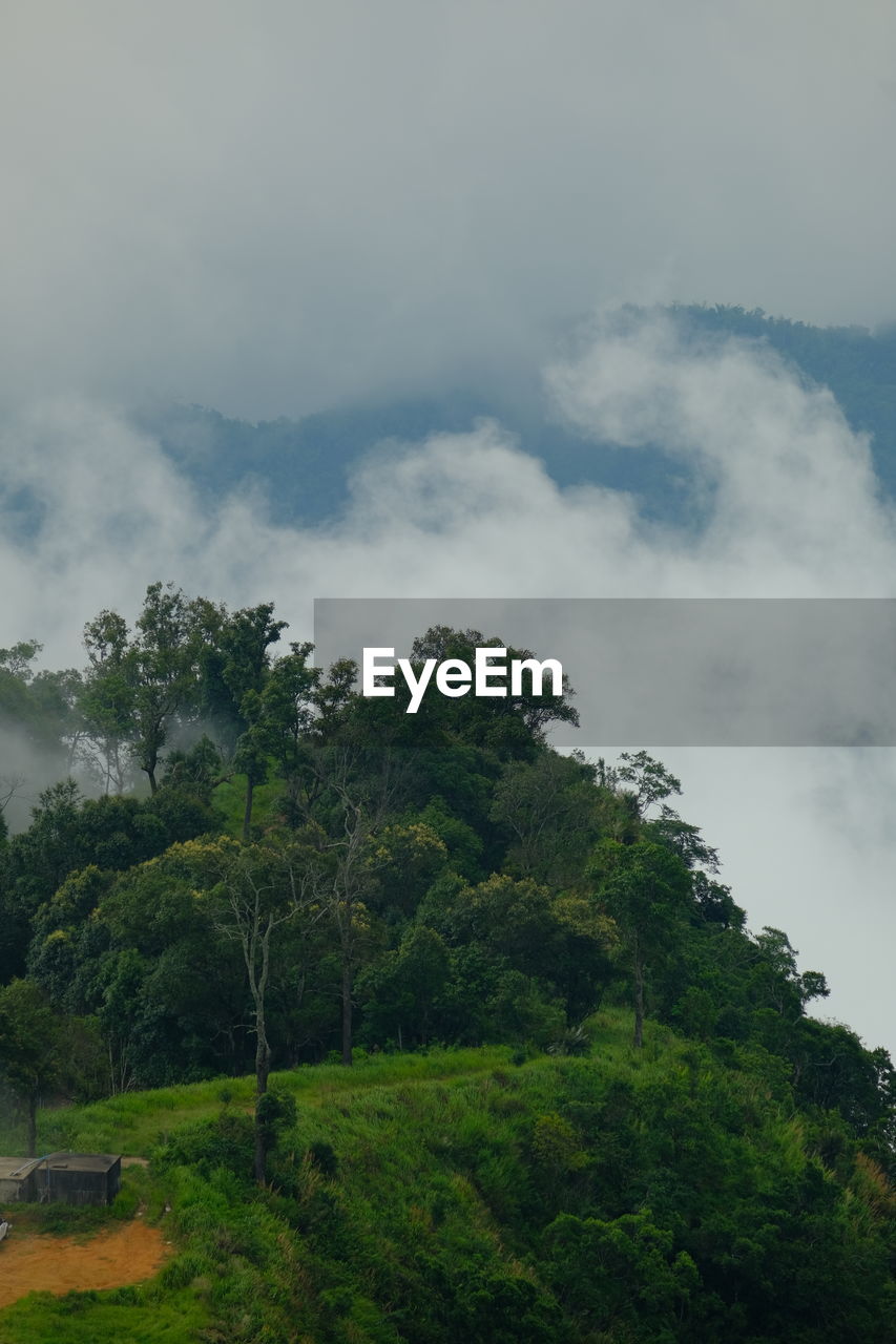 tree, cloud, plant, nature, environment, sky, beauty in nature, land, scenics - nature, mountain, landscape, no people, day, green, outdoors, forest, tranquility, non-urban scene, fog, tranquil scene, water, travel, reflection, growth