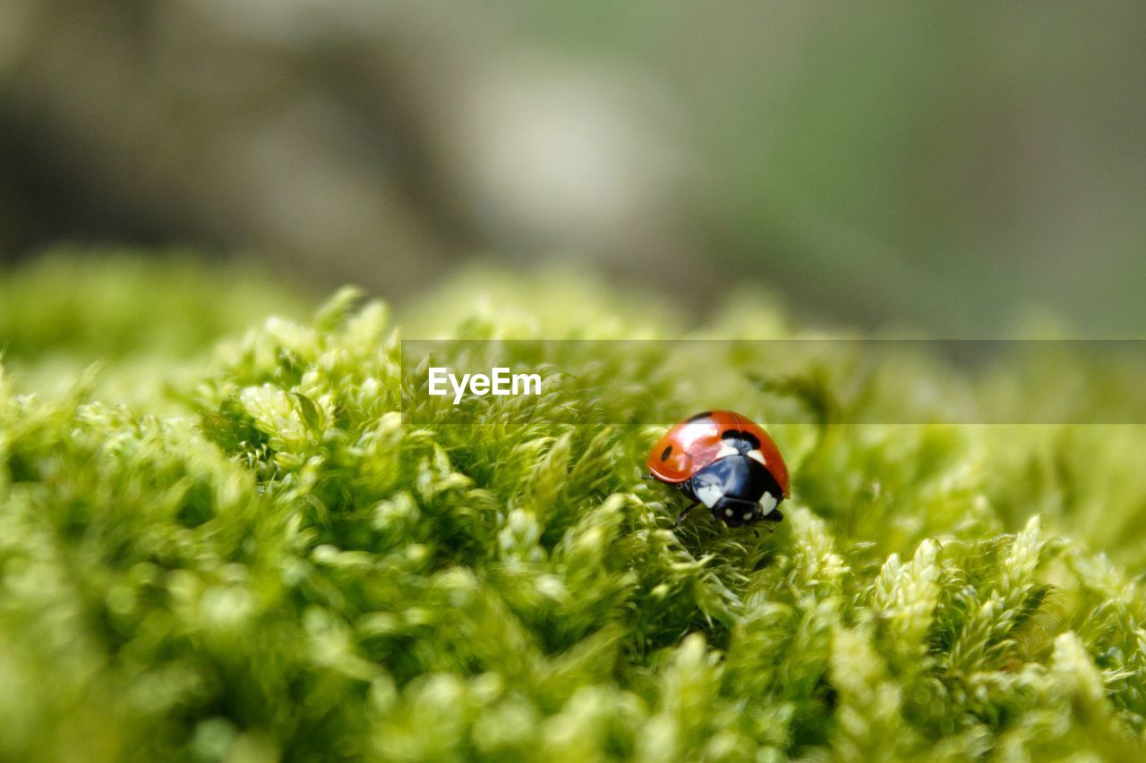 Close-up of ladybug on moss 