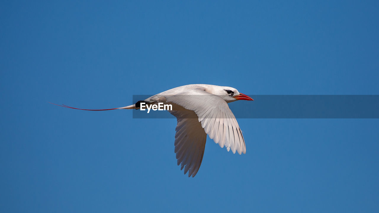 LOW ANGLE VIEW OF SEAGULL FLYING AGAINST BLUE SKY