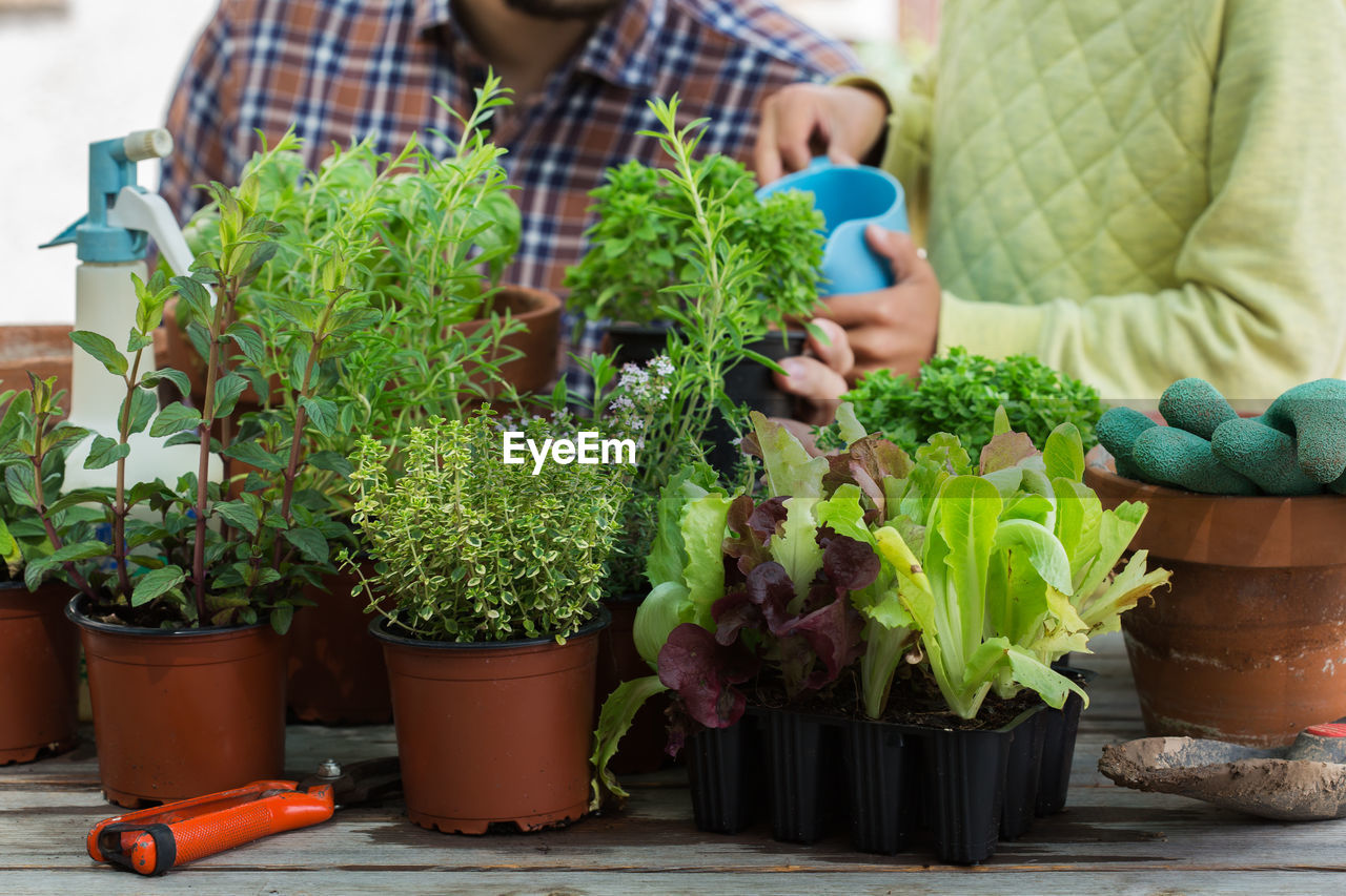 View of potted plants