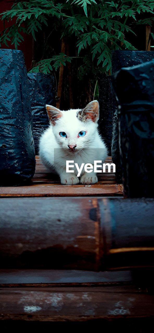 Portrait of cat sitting on wood