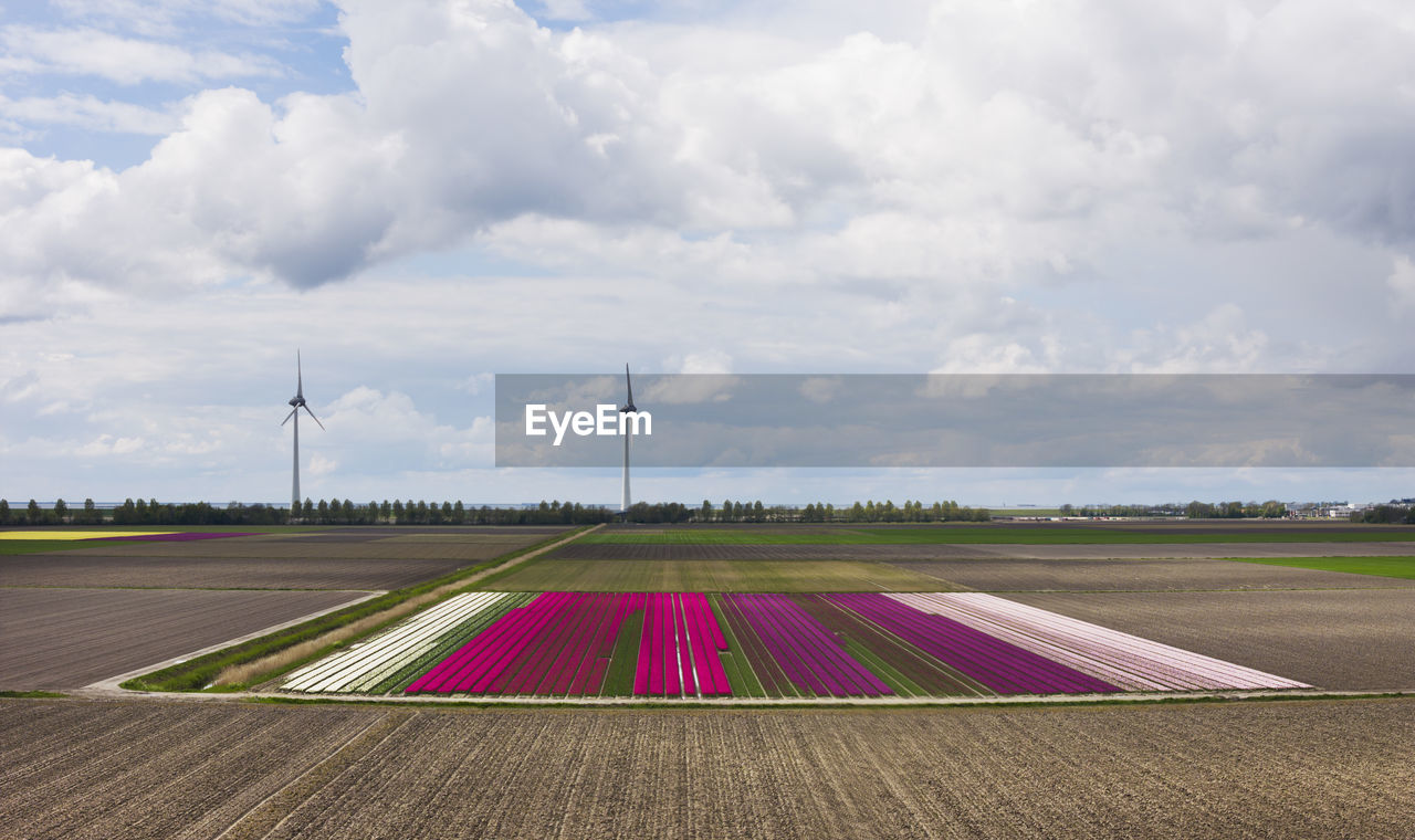 Multi colored tulip flowers field with wind turbines
