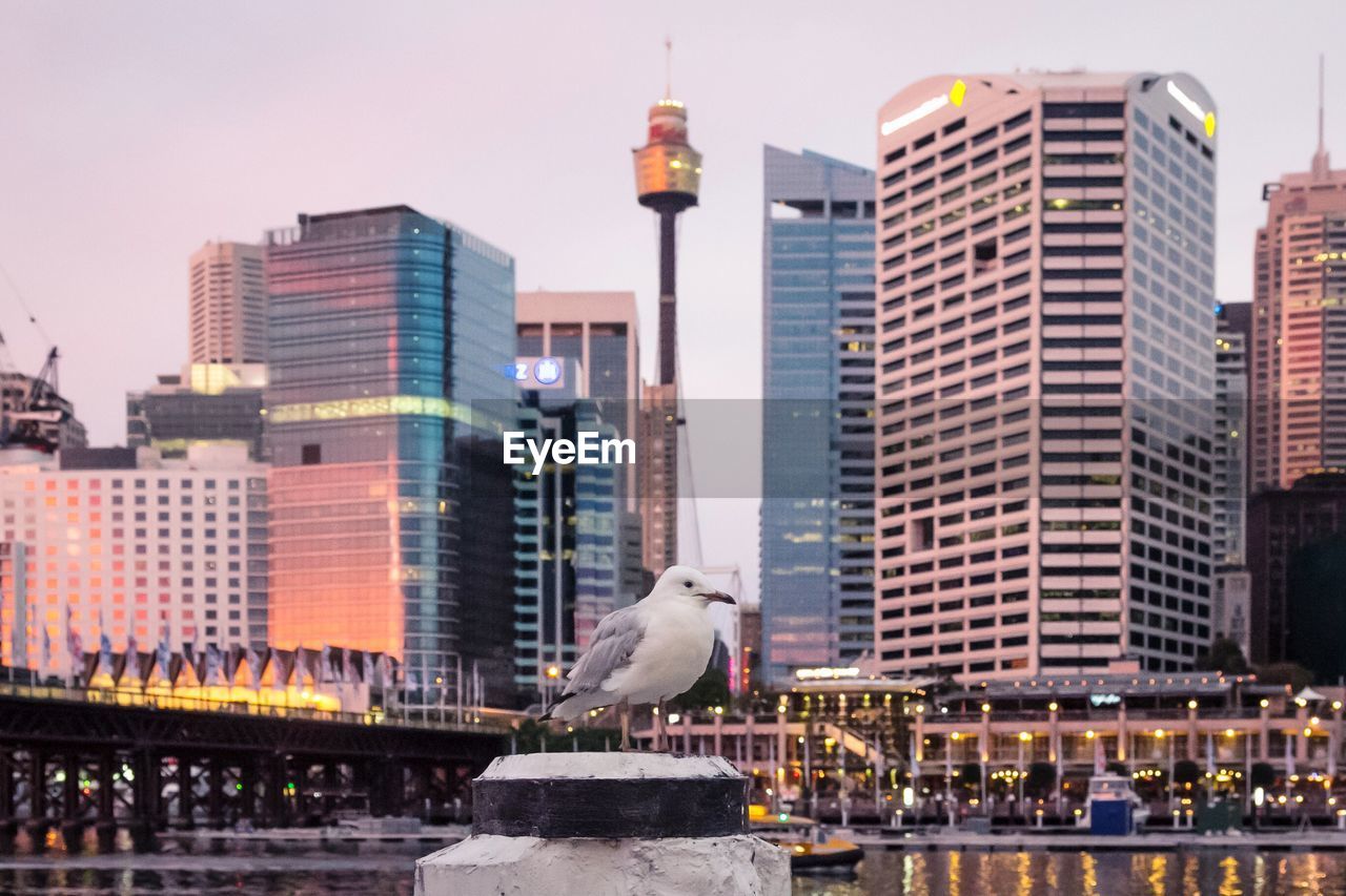 Seagull in bollard against buildings in city