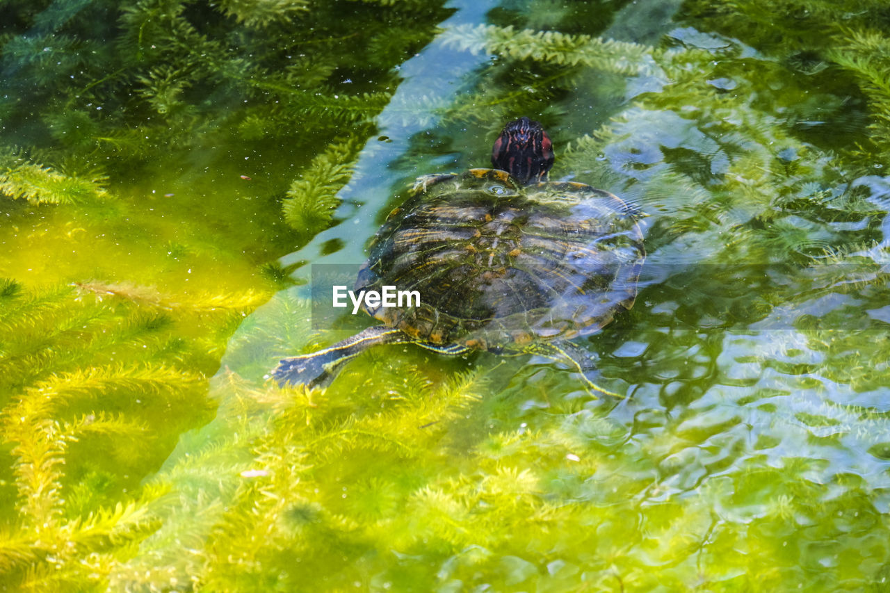 High angle view of turtle swimming in lake