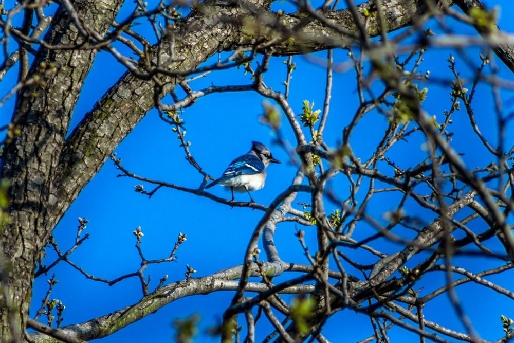 Blue jay perching on tree against clear sky