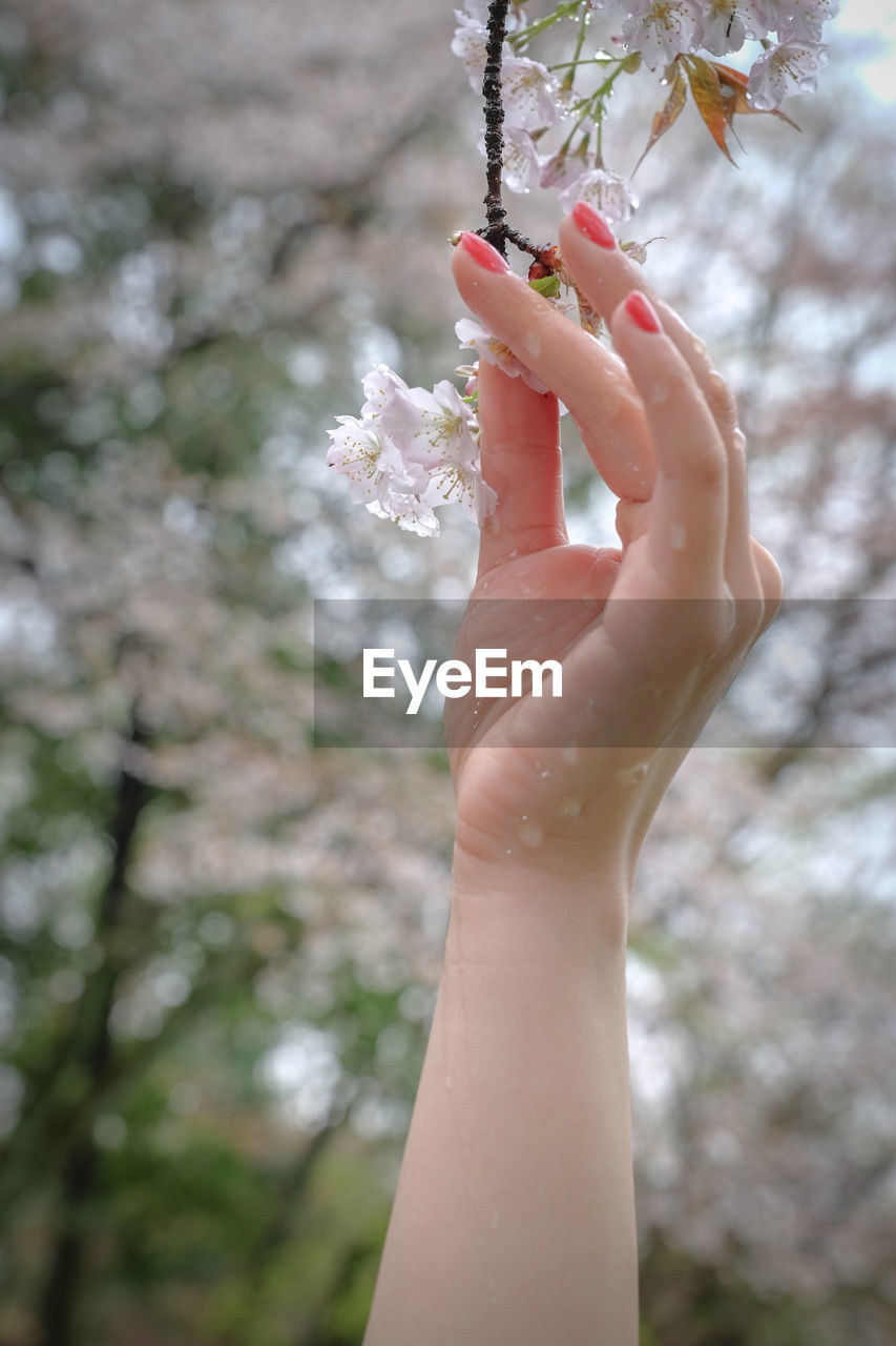 Cropped image of woman hand holding cherry blossoms