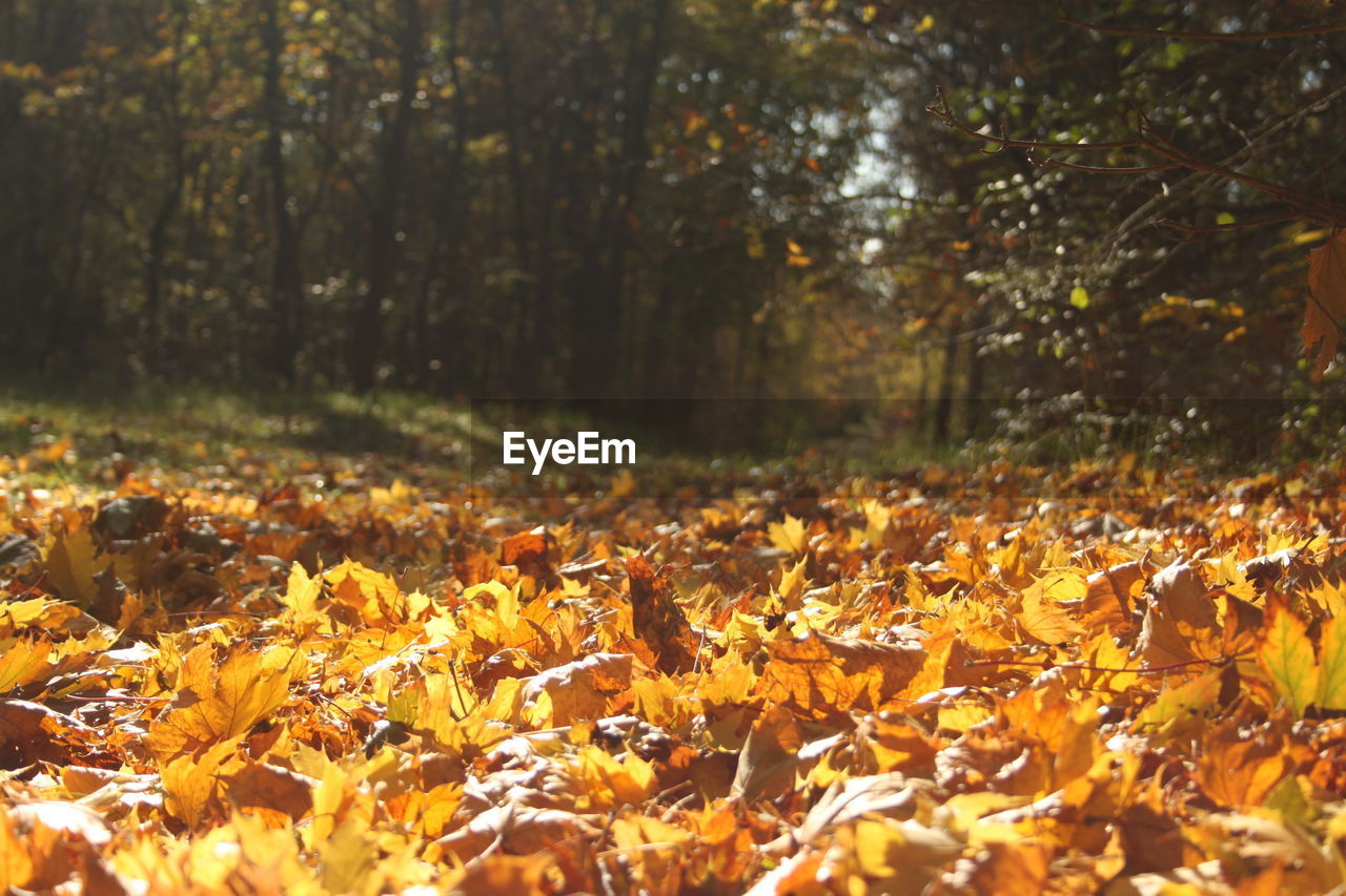 SURFACE LEVEL OF AUTUMNAL LEAVES ON THE ROAD