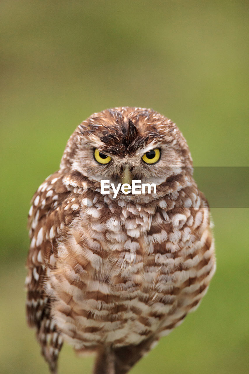 Adult burrowing owl athene cunicularia perched outside its burrow on marco island, florida