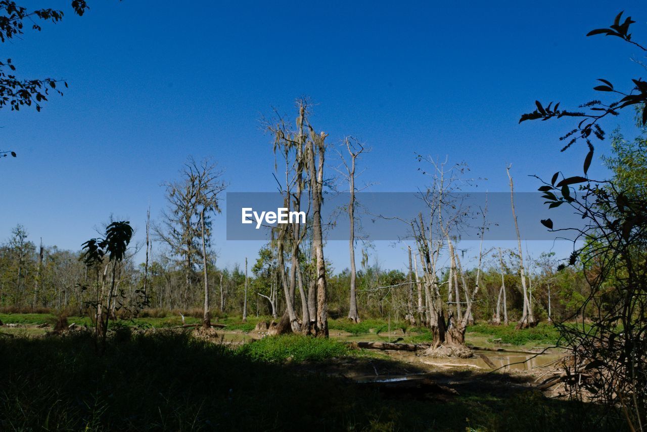 PANORAMIC SHOT OF TREES ON FIELD AGAINST CLEAR SKY