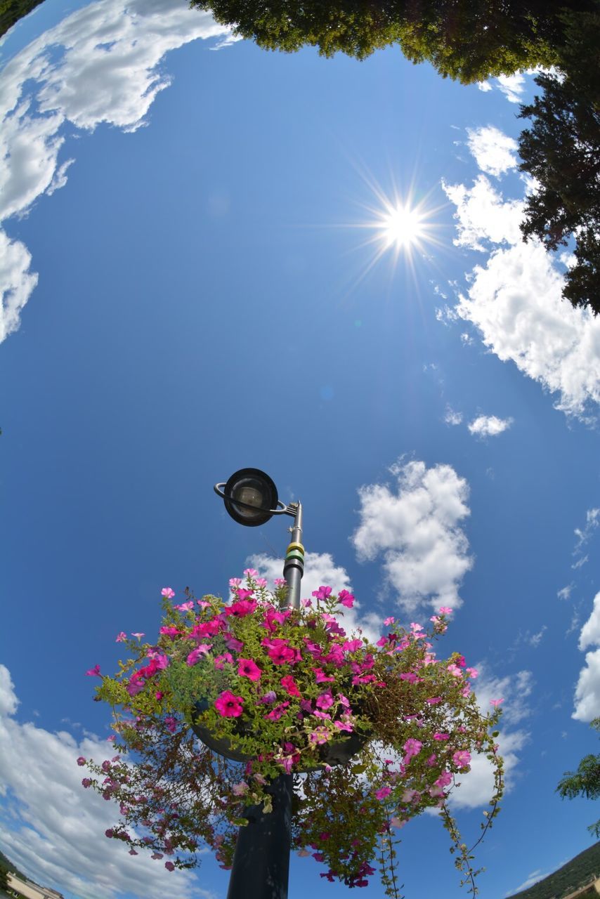 LOW ANGLE VIEW OF TREES AGAINST SKY