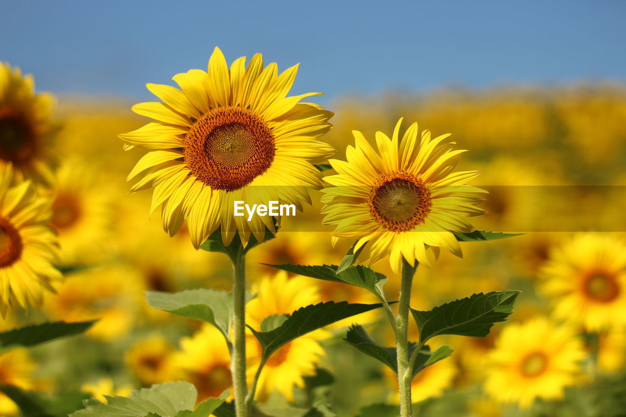 Close-up of yellow flowering plant on field