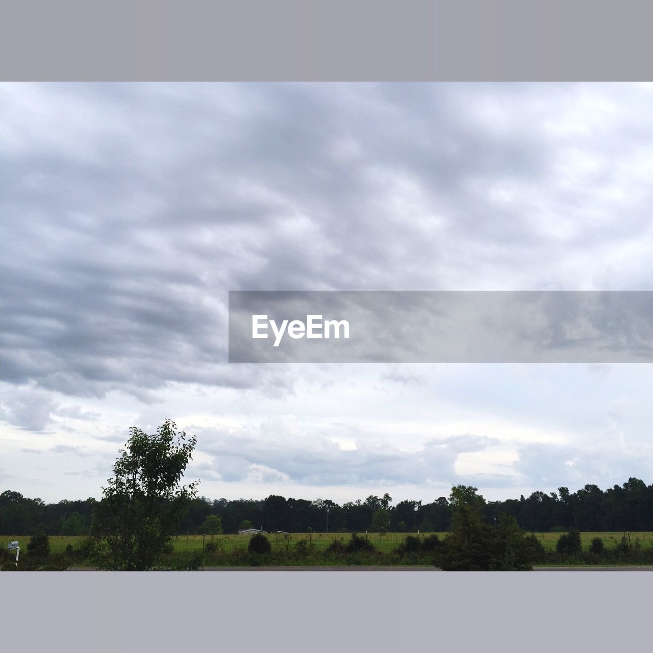 TREES ON CLOUDY DAY