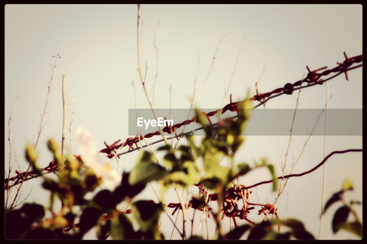 Barbed wire with feral plants