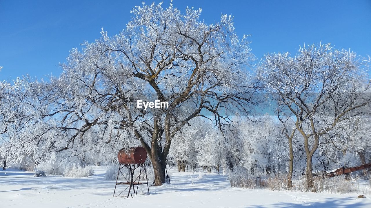 SNOW COVERED TREES ON LANDSCAPE