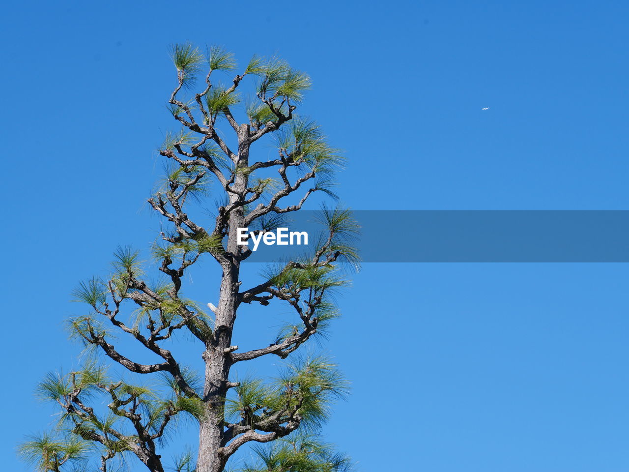 plant, sky, blue, tree, clear sky, nature, branch, low angle view, no people, beauty in nature, growth, outdoors, day, sunny, copy space, flower, tranquility, scenics - nature