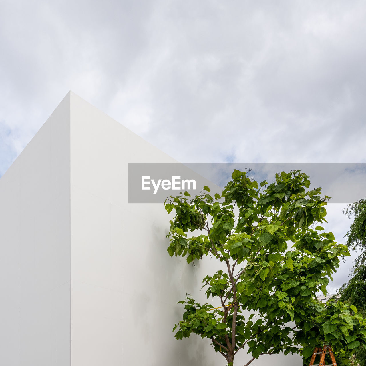 LOW ANGLE VIEW OF TREE AGAINST SKY AND BUILDING