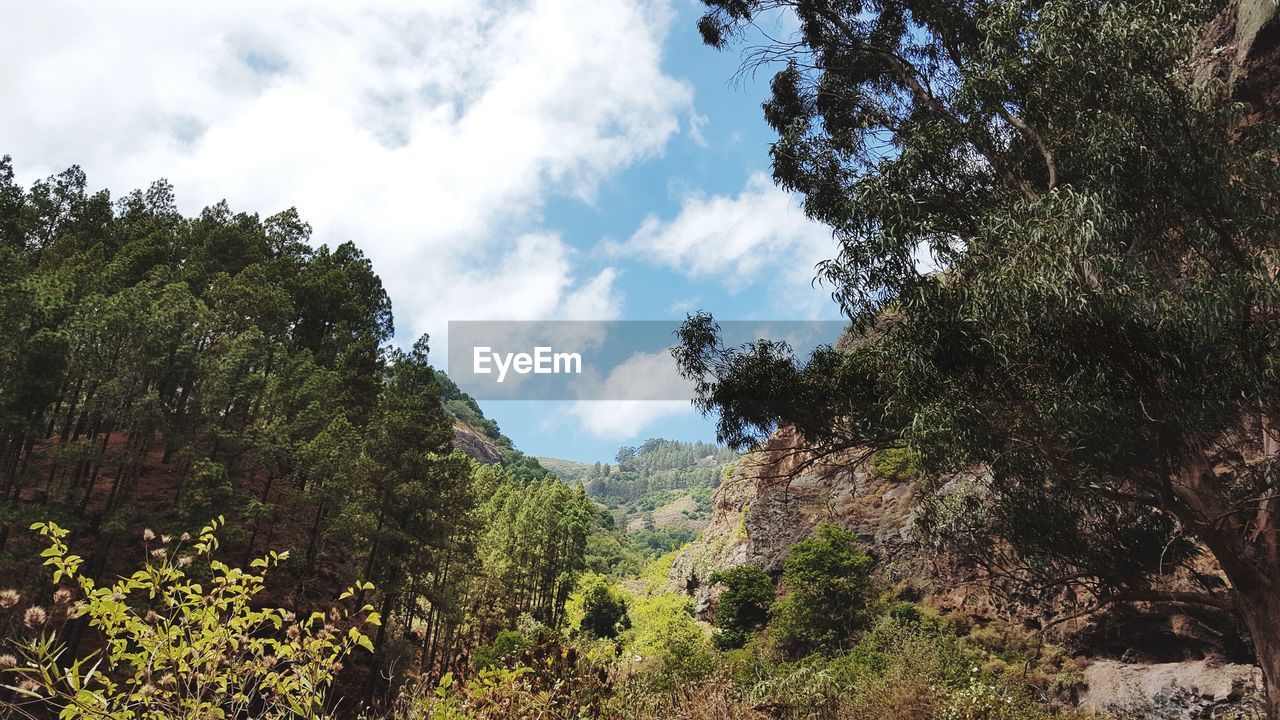 Panoramic view of trees and mountains against sky