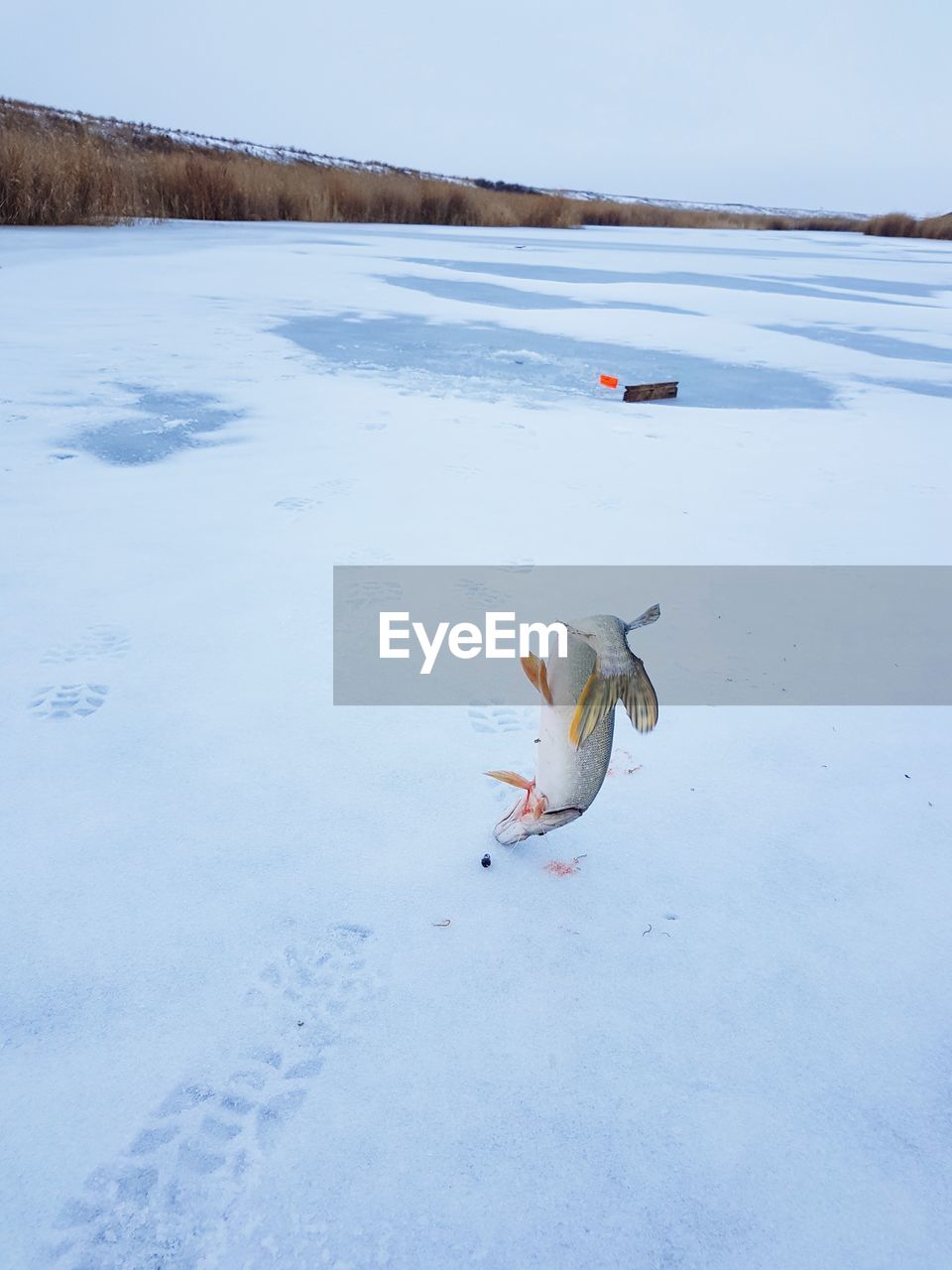 VIEW OF CRAB IN SNOW