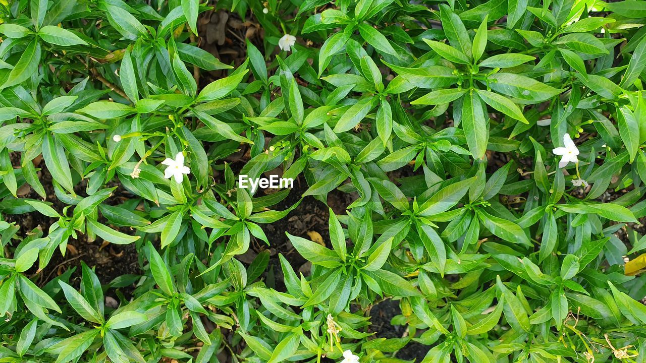 High angle view of plants growing on field