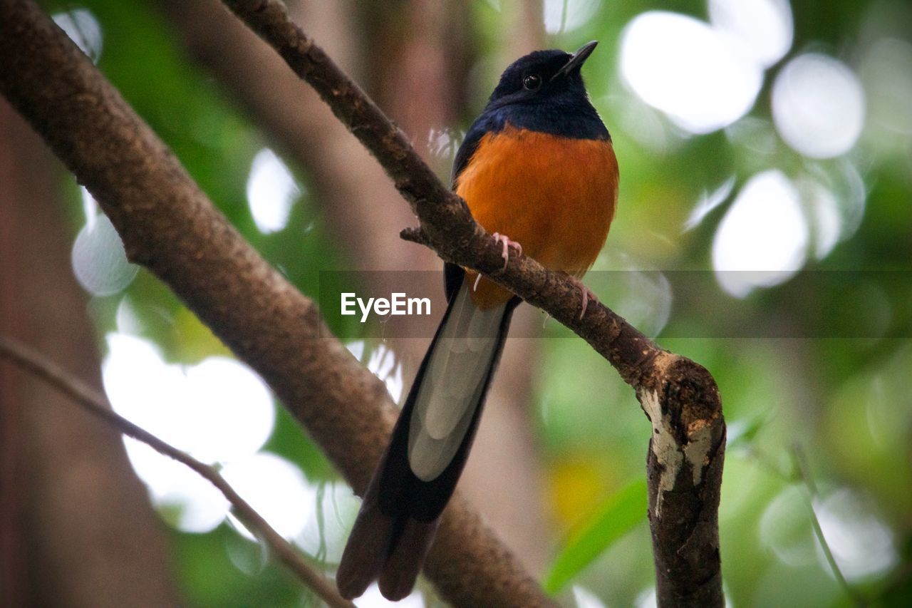 animal themes, animal wildlife, animal, bird, tree, wildlife, perching, one animal, plant, beak, branch, nature, beauty in nature, outdoors, tropical climate, environment, forest, close-up, no people, rainforest, focus on foreground, multi colored, tropical bird, land