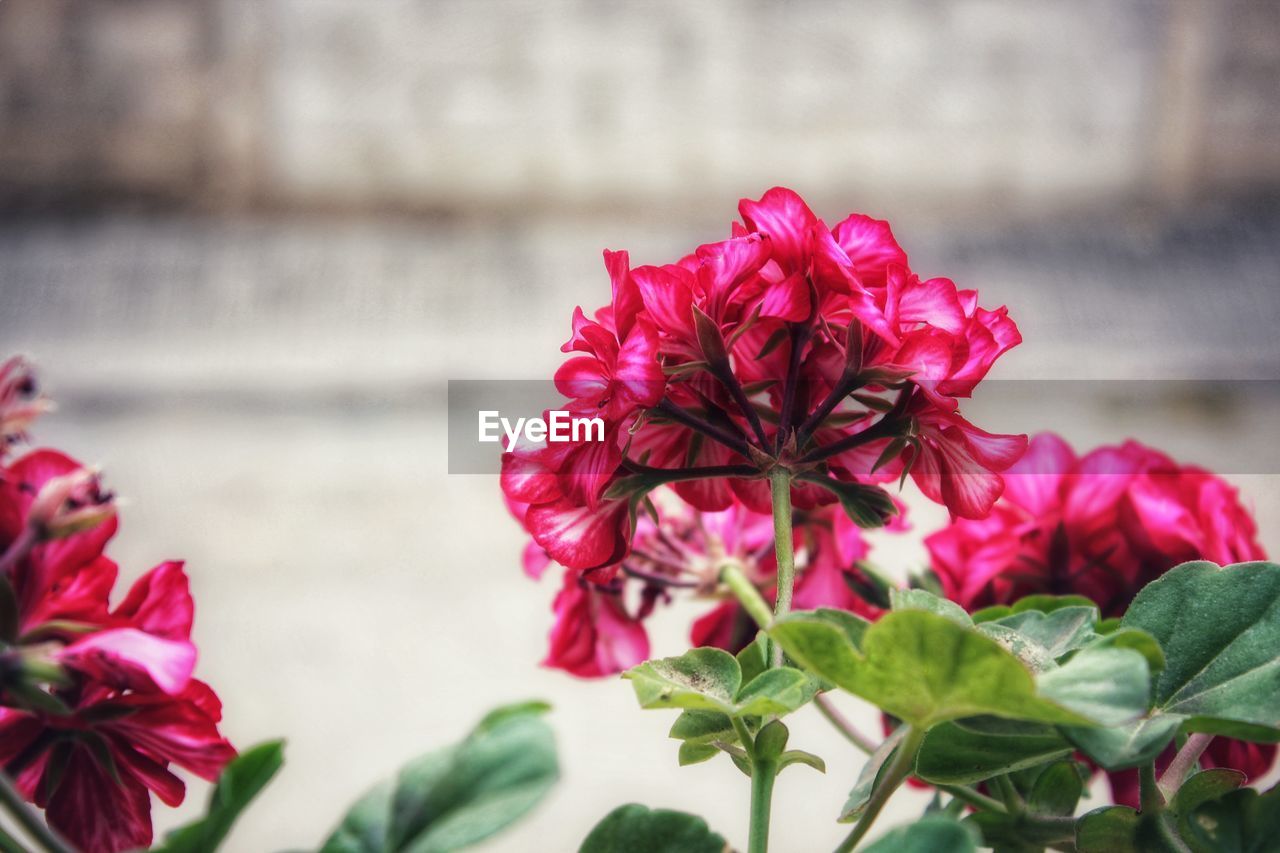 Close-up of pink flowering plant