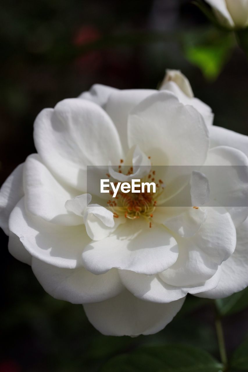 Close-up of iceberg rose blooming outdoors