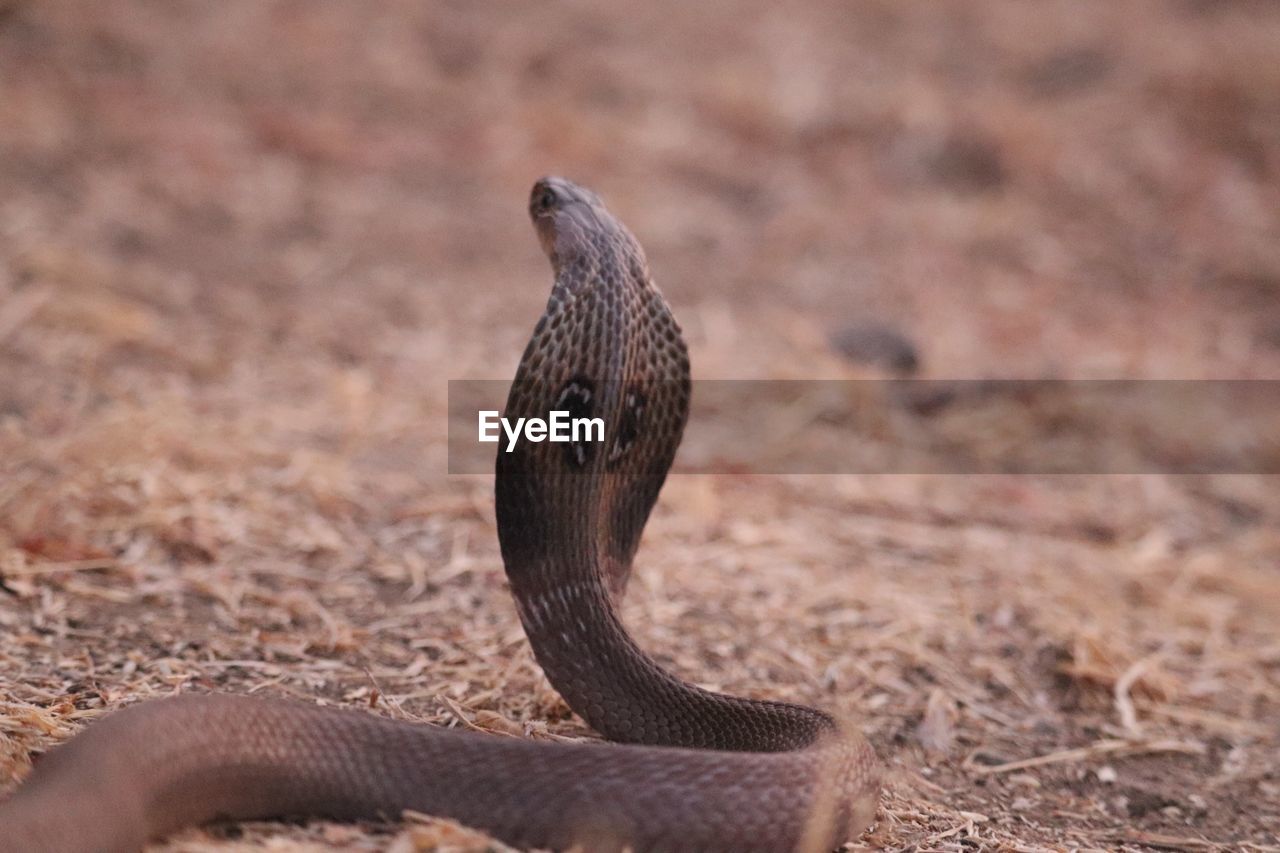 Close-up of snake on land