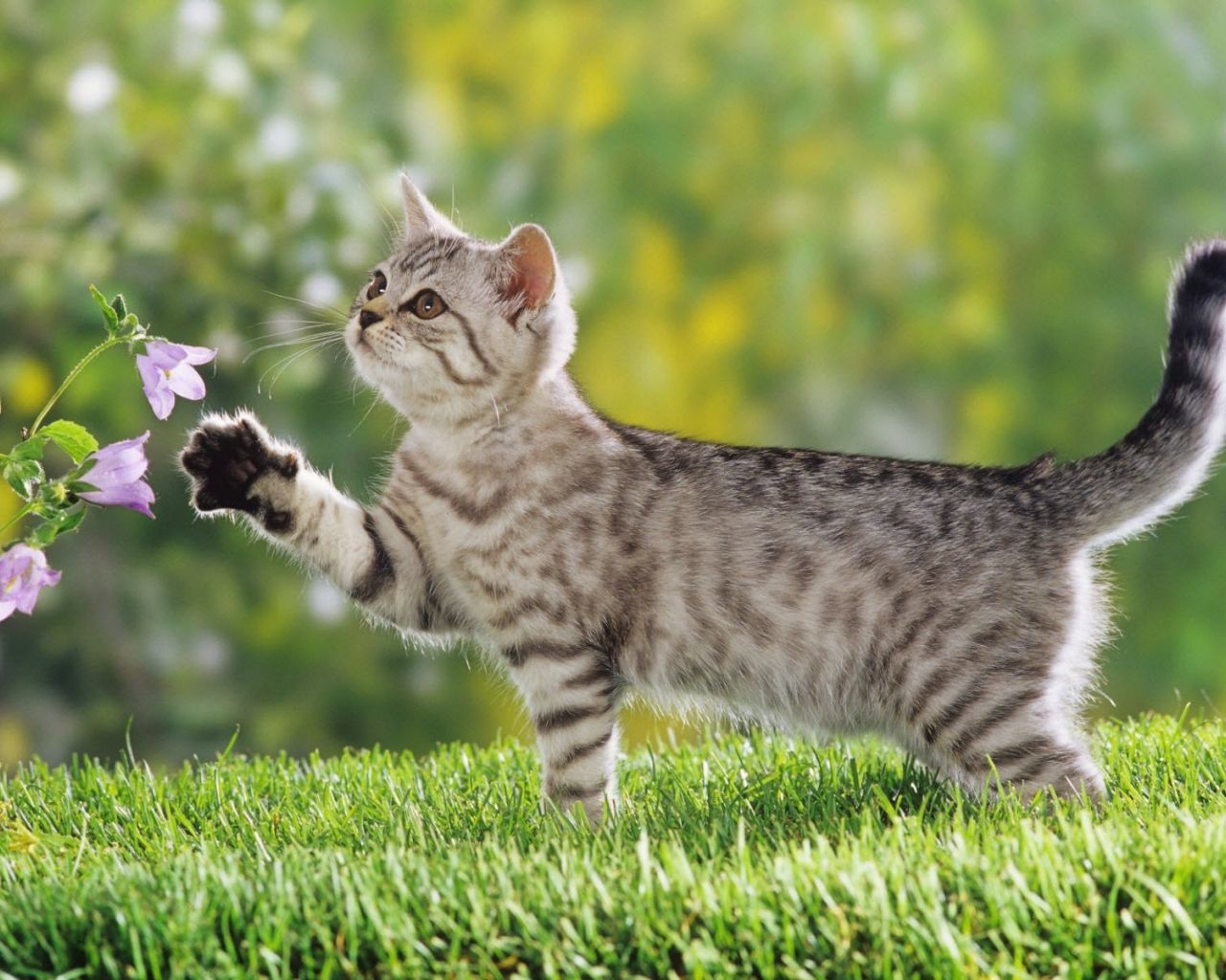 Side view of cat playing with flower plant in park