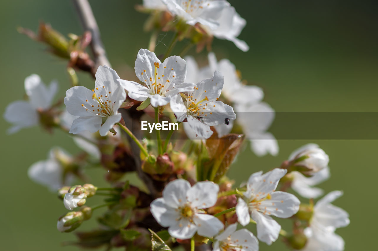 Close up of white cherry blossom in bloom