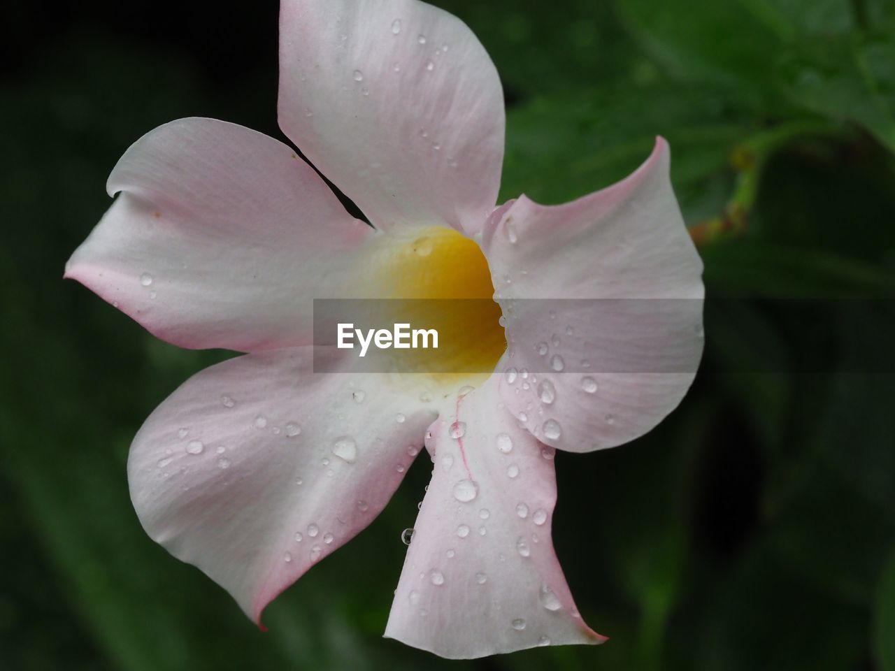 Close-up of flower against blurred background