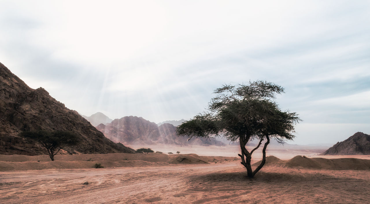 TREE ON DESERT AGAINST SKY