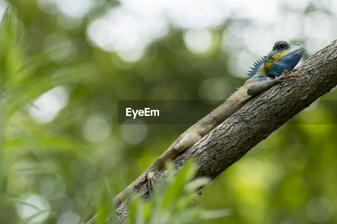 Low angle view of blue lizard on tree