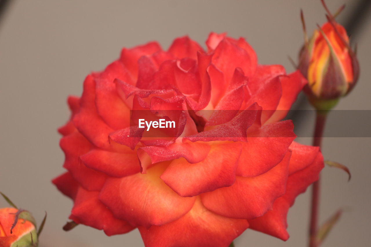 CLOSE-UP OF RED FLOWER