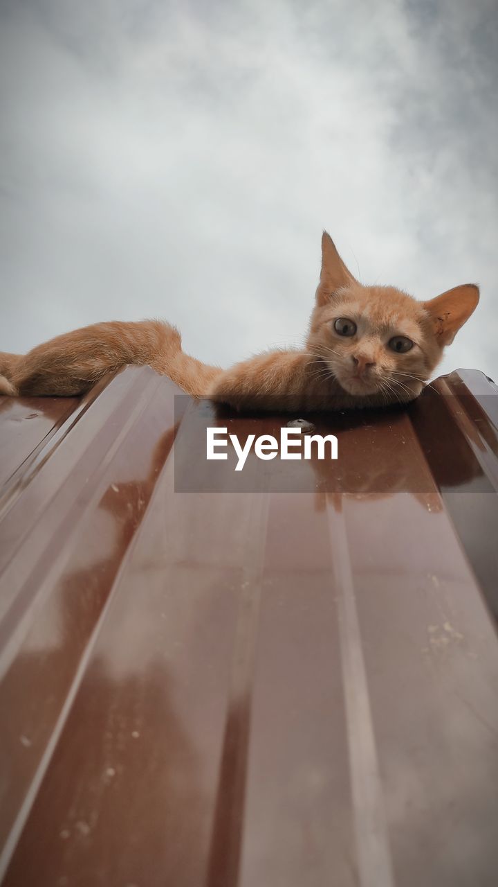 animal themes, animal, cat, mammal, one animal, pet, domestic animals, domestic cat, feline, whiskers, no people, small to medium-sized cats, felidae, portrait, looking at camera, carnivore, animal body part, sky, skin, cloud, nature, close-up, day, cute