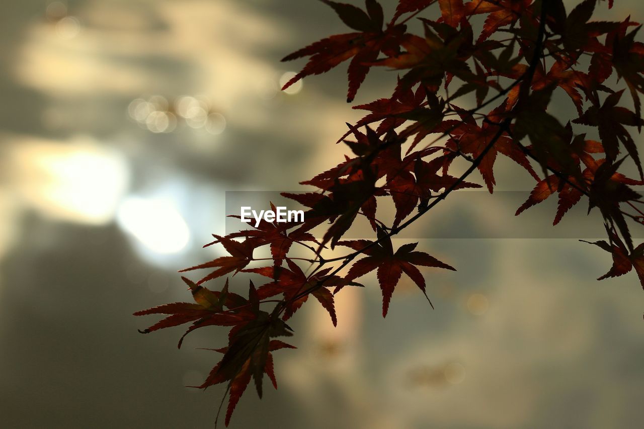 CLOSE-UP OF RED LEAVES ON TREE BRANCH