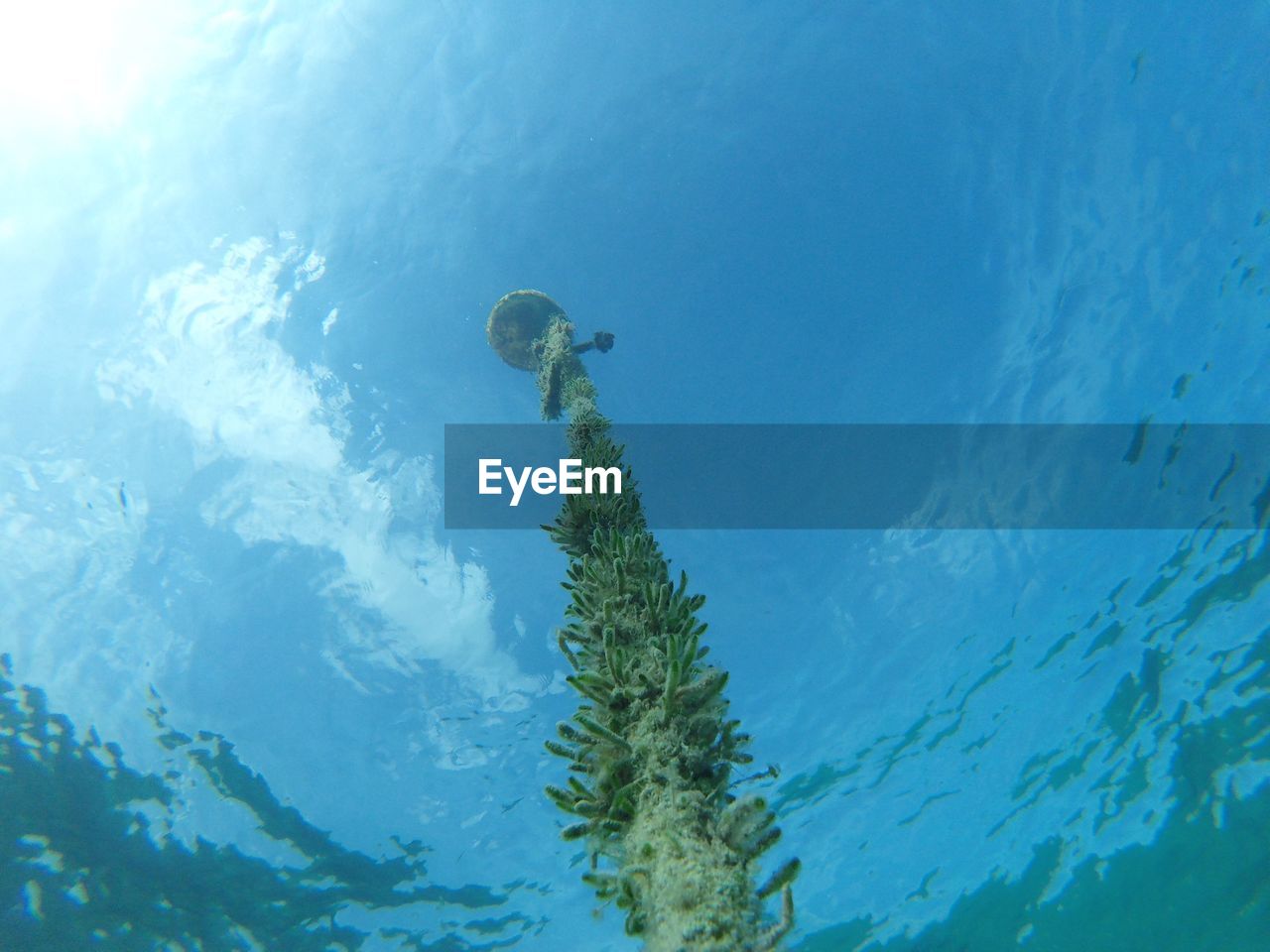 Low angle view of coral on mooring line undersea