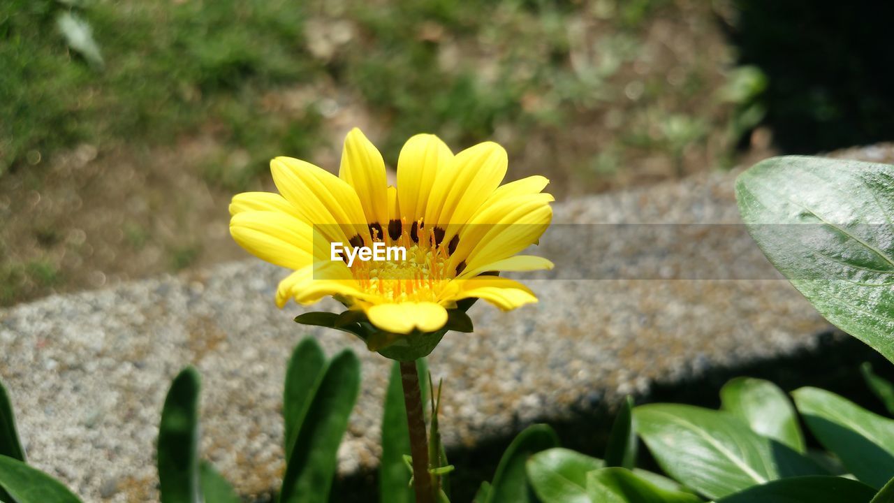 CLOSE-UP OF YELLOW HONEY BEE ON PLANT