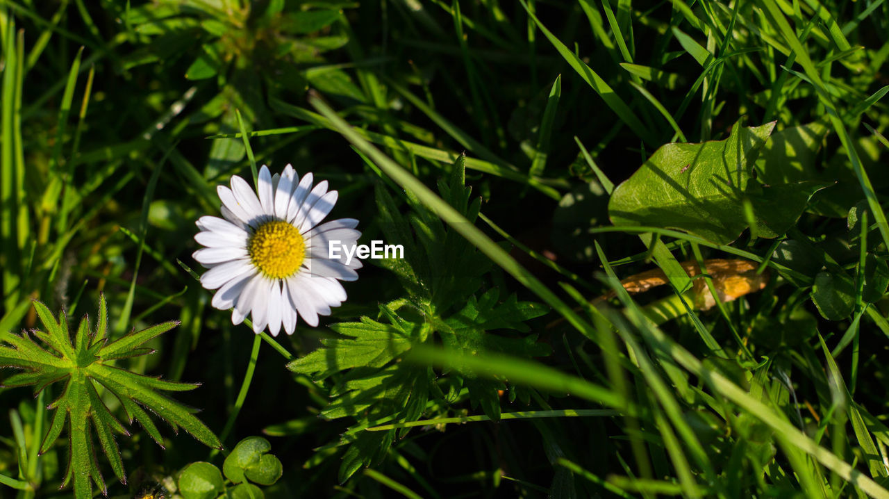 Close-up of white flowering plant on field