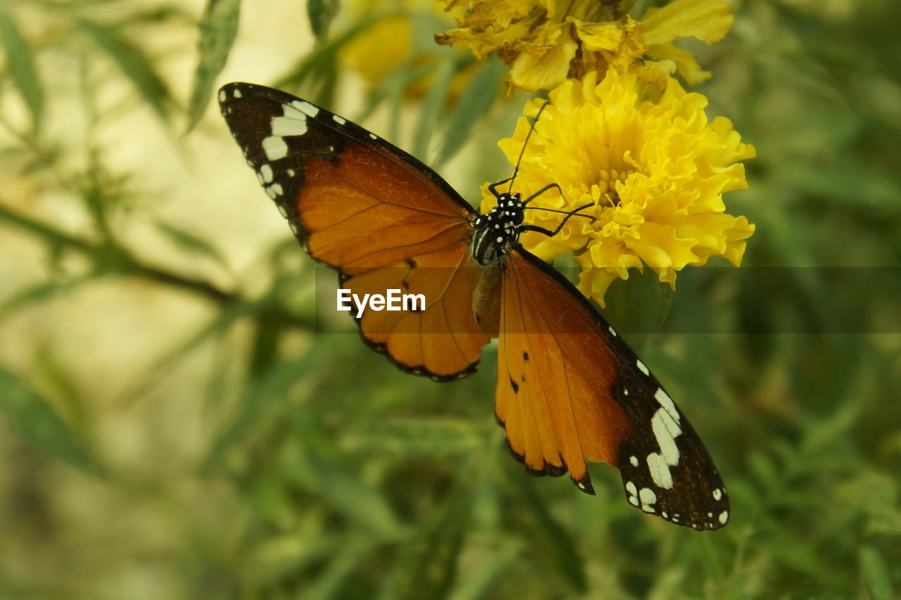 Close-up of butterfly on yellow flower