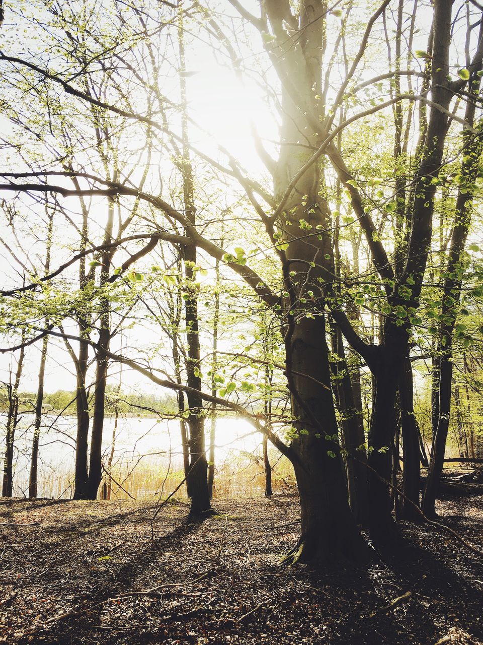 Trees by lake in forest