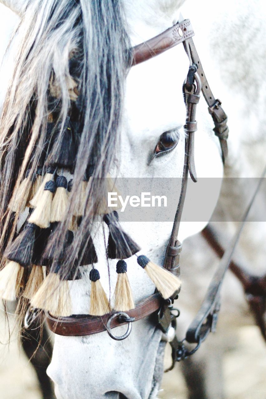 Close-up portrait of horse