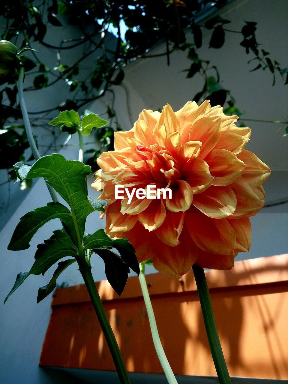 Close-up of orange flowers blooming outdoors