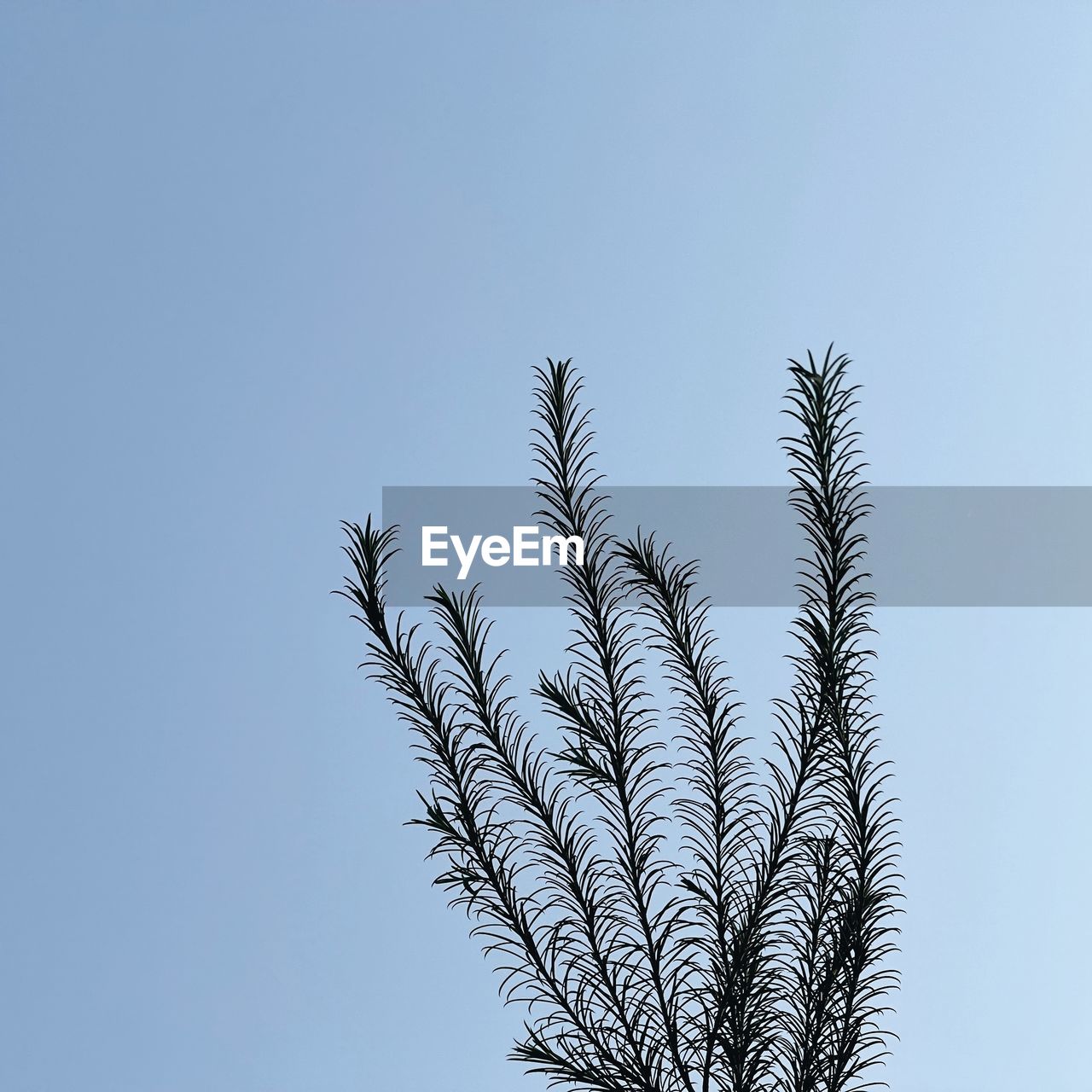 LOW ANGLE VIEW OF PLANT AGAINST SKY
