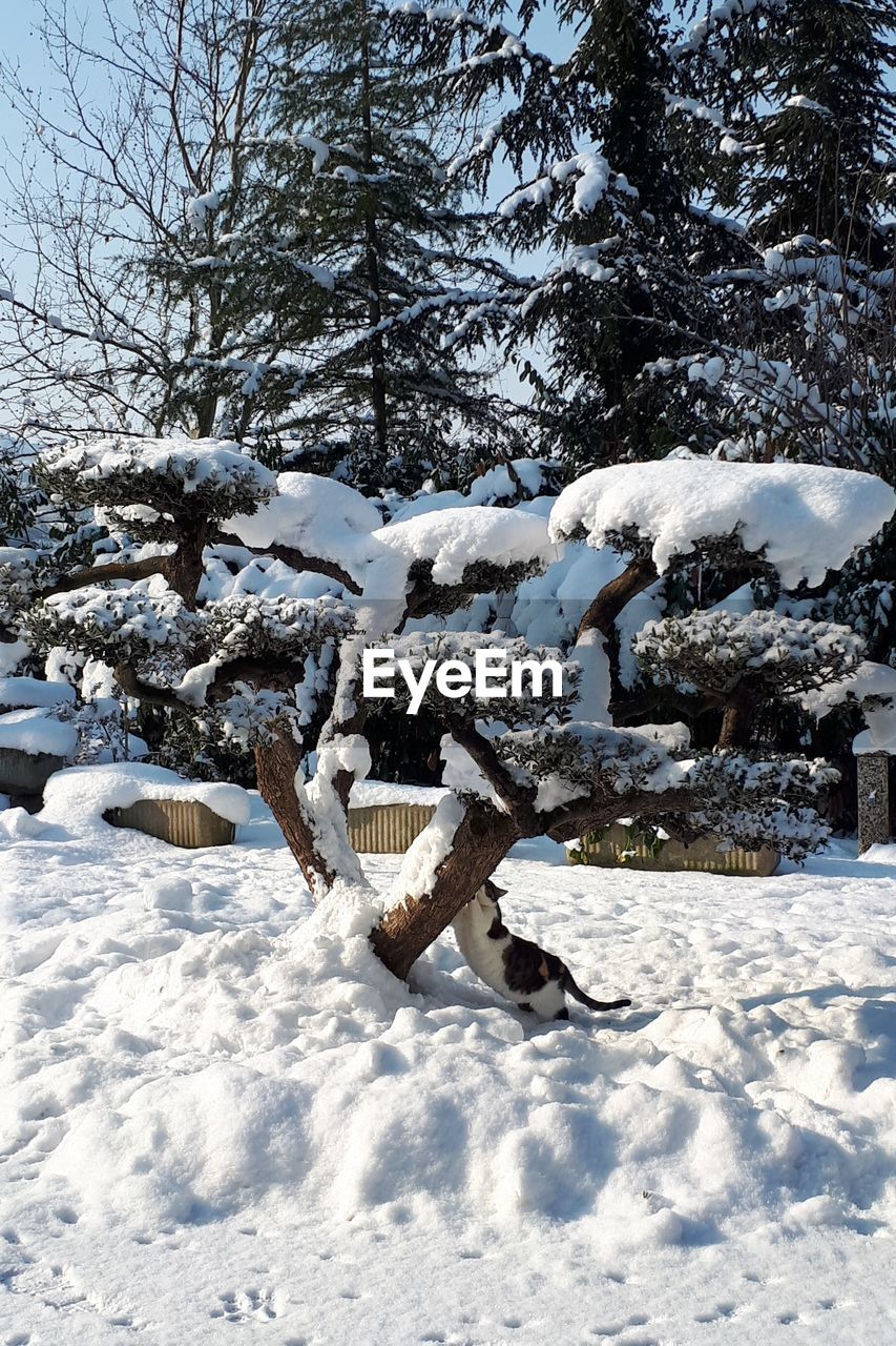 SNOW COVERED TREES AGAINST SKY