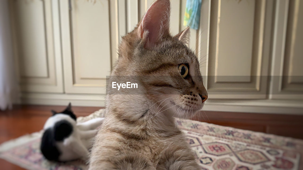 CLOSE-UP OF A CAT LOOKING UP